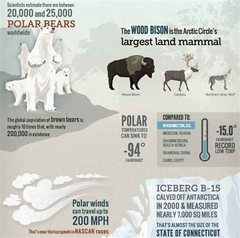 Infographic: Polar bears in the Arctic Circle – 1X57