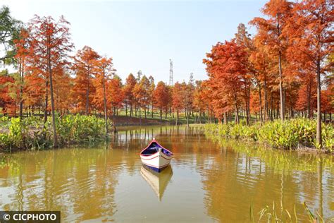 江苏南通：池杉林现五彩风景 封面新闻