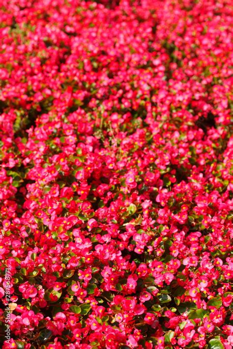 Blumenbeet Mit Eisbegonien Begonia X Semperflorens Cultorum Rot