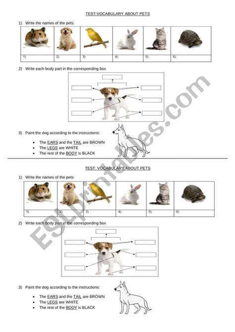 Vocabulary About Pets ESL Worksheet By Mariela Segatta