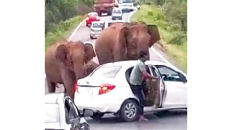 Wild elephants attack car on Natl. Highway - Star of Mysore