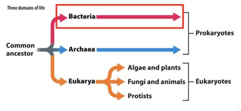 Microbiology Chapter Flashcards Quizlet