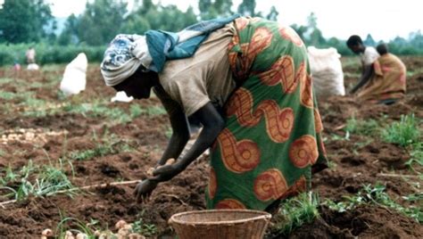 Crisi Del Cibo Gli Agricoltori Familiari Devono Essere Al Centro