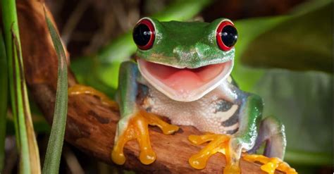 What Do Tree Frogs Eat? - A-Z Animals