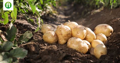 Sokkol Sz Mok Rkeztek A Burgony R L Agroinform Hu