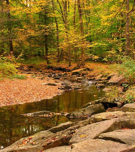 Allegany State Park Fall Colors Fading, Falling Fast | Allegany state ...