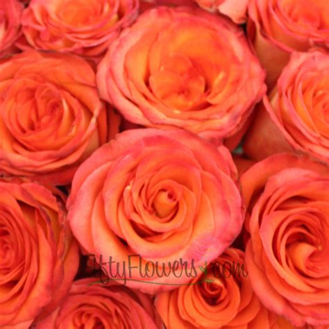 High And Orange Magic Rose