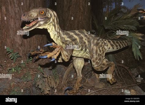 Deinonychus Antirrhopus A Bipedal Dromaeosaurid Carnivorous Dinosaur