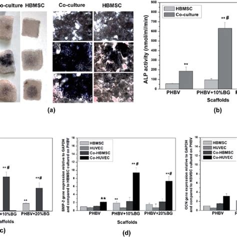 Effects Of Different Scaffolds On Osteogenic Differentiation Of Cells Download Scientific