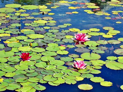 Lily Pads Pond Flowers Water Lilypad Hd Wallpaper