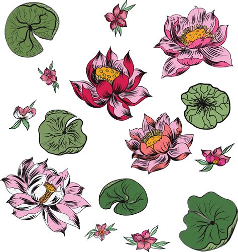 Hand drawn lotus flower vector set ,ping lotus isolate on white ...