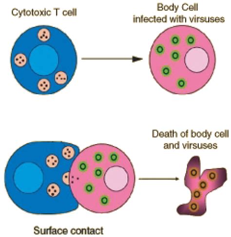 Immune Response ‹ OpenCurriculum