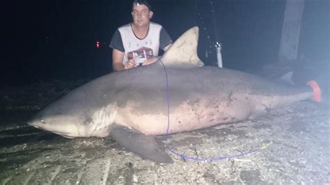 Monster 250kg Bull Shark Landed 5km From Mouth Of Hastings River On Nsw