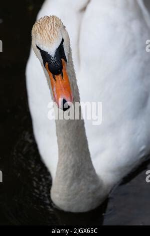 Ein anmutiger weißer Schwan der auf einem See mit dunklem Wasser