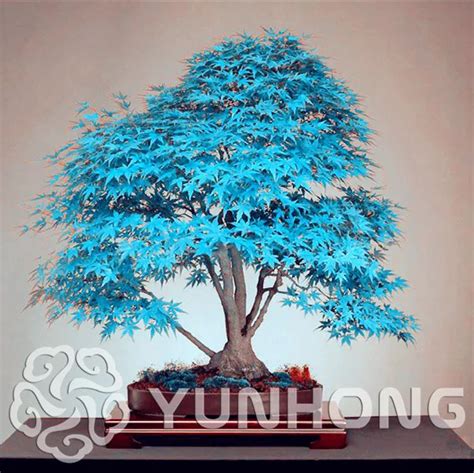 50pcs Purple Blue Ghost Japanese Maple Tree, (Acer Palatum),Bonsai ...