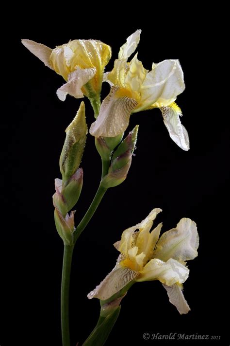 Wild Iris By Harold Martinez Iris Flowers Wild Iris Iris