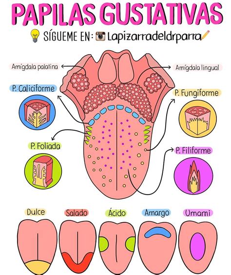 Esquema De La Lengua ¡fotos And Guía 2024