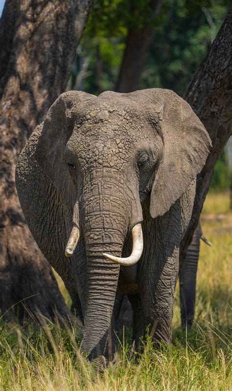 Asiatic vs African Elephants: Key Differences Explained