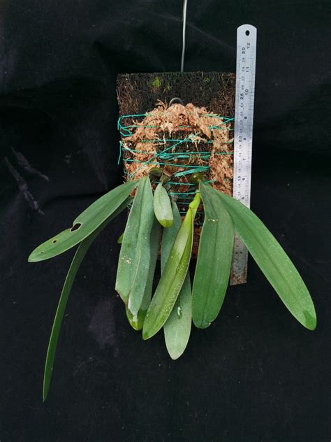 Bulbophyllum Macrobulbon Furniture Home Living Gardening Plants