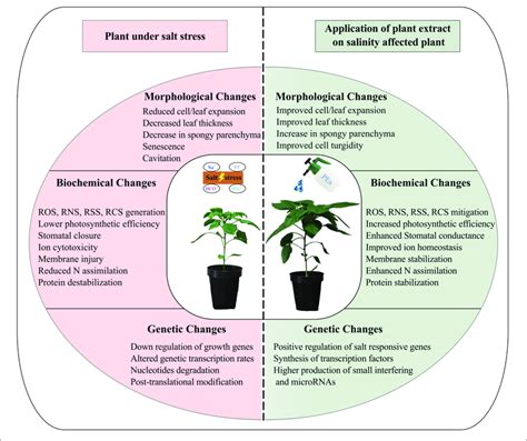 Illustration Of The Impact Of Salinity In Terms Of Morphological