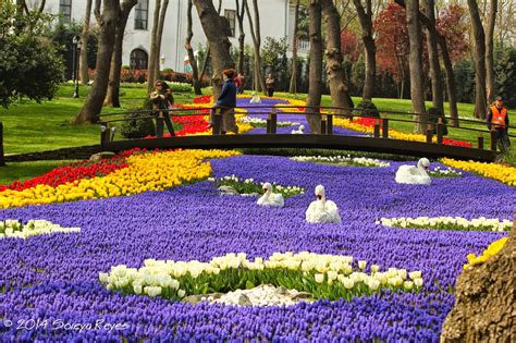 International Istanbul Tulip Festival Istanbul Turkey Where To Travel