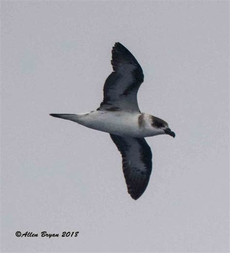 Black-capped Petrel | VisitingNature