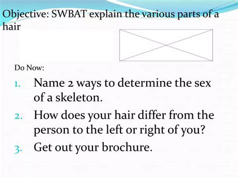 PPT Do Now Name Ways To Determine The Sex Of A Skeleton PowerPoint Presentation ID