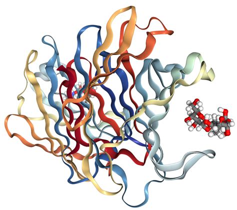 Galectin Lgals Protein Overview Sino Biological