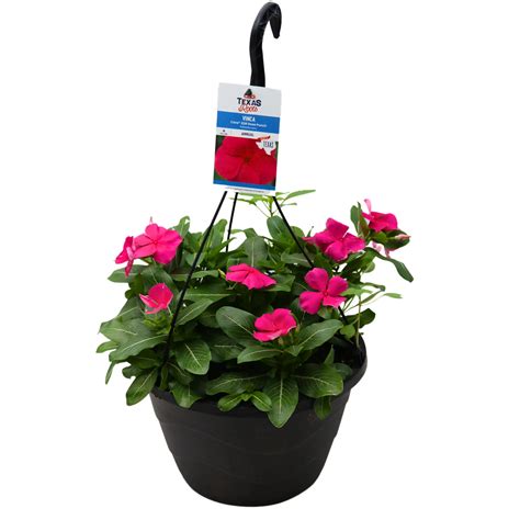 H E B Texas Roots Vinca Cora Xdr Rose Punch Shop Potted Plants At H E B