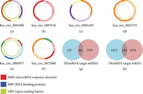 Structural Patterns Of Circrnas And Venn Diagram Of Rnas Involved In