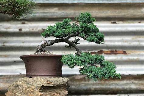 Cascade Juniper Bonsai A Unique And Timeless T For Nature Enthusiasts And Gardeners