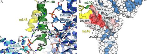 Figures And Data In Structural Basis Of Mitochondrial Translation ELife