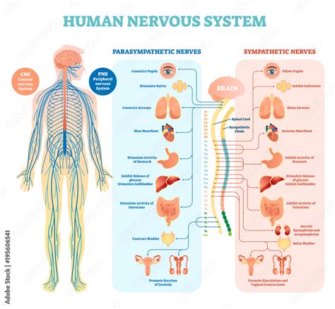 Human Nervous System Medical Vector Illustration Diagram With