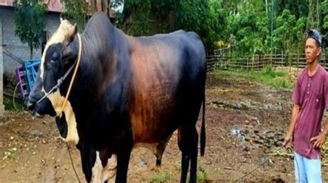 Penampakan Sapi Kurban Presiden Jokowi Di Gorontalo