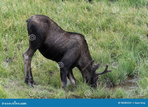 Shiras Moose Of The Colorado Rocky Mountains Stock Image Image Of