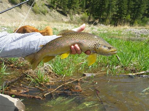 Clark Fork River Montana: Flows, Shuttles and Fishing