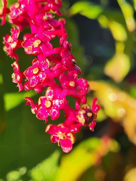 Pink flower in garden stock image. Image of pink, green - 267444771