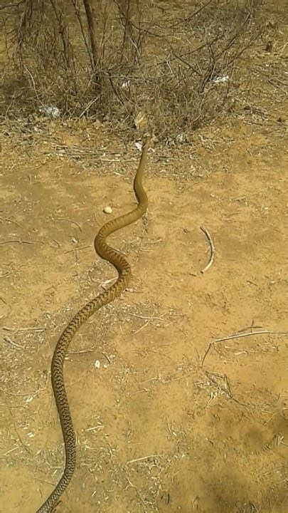 बहुत बड़ा सांप है दिखने में खतरनाक भी रेट स्नेक घोड़ा पछाड़ Wildlife