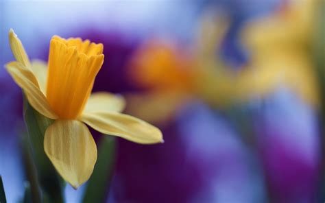 Nature 4k Daffodils Spring Flowers 5k Hd Wallpaper Rare Gallery