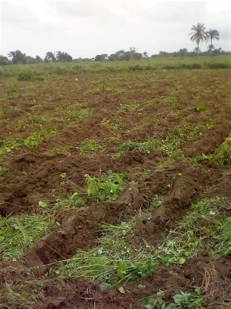 Fertile Farmland For Leasesale At Owode Idirokoilaro Axis