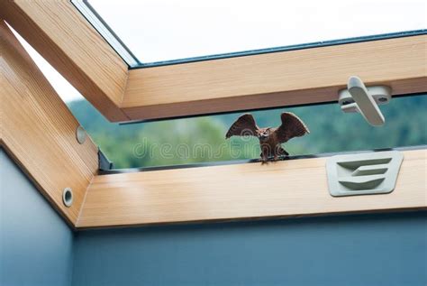 Owl Toy Figure Sitting On The Roof Window Stock Photo Image Of