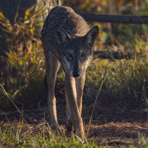 Red Wolf Timeline - Save Red Wolves