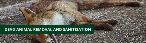 Volo Services Dead Animal Removal Carcass Removal Dead Foxes Dead