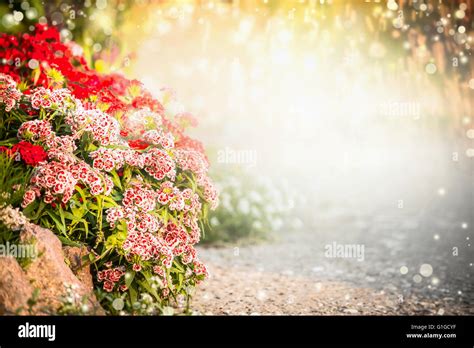 334 Background Flower Garden Images free Download - MyWeb