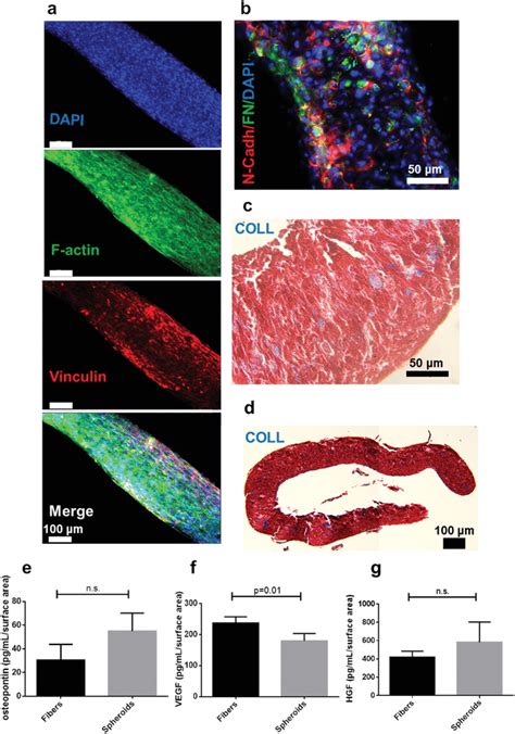 Location Of Cellcell And Cellmatrix Interactions In Hascs Fiberoids