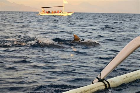 Premium Photo | Group of dolphins at sunrise in lovina bali