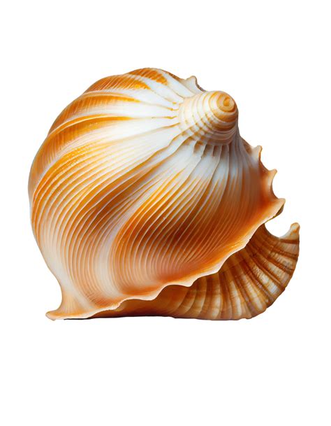 Seashell On Transparent Background Created With 24731917 Png