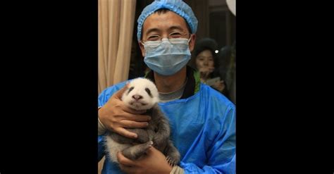 Sete Beb S Pandas S O Fotografados Juntos Pela Primeira Vez