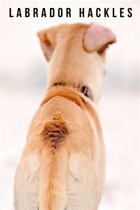 Labrador Hackles 101 The Essential Information You Need To Know In