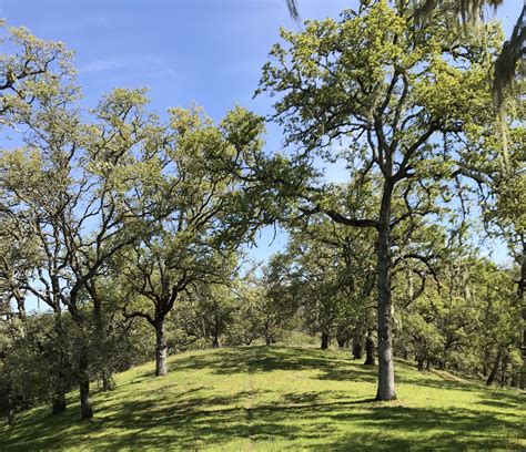 oak woodlands - Pacific Forest Trust